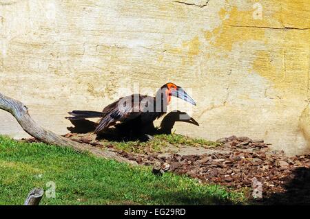Southern Ground Hornbill or Cafer (Bucorvus Leadbeateri) standing on the ground. Stock Photo