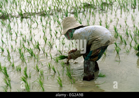 Laos, Luang Nam Tha province, rice fields Stock Photo