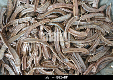 Dried beans of carob tree, St John's-bread, or locust bean, Andalusia, Spain. Stock Photo