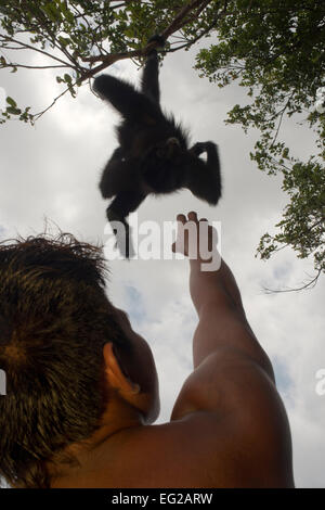 Spider monkey at Villagers of the Native Indian Embera Tribe, Embera Village, Panama. Panama Embera people Indian Village Indige Stock Photo