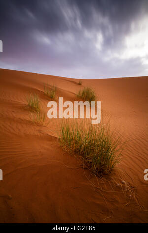 Tussock grass in the Moroccan Sahara during the last rays of light. Stock Photo