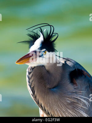 Great Blue Heron at the beach of Fort de Soto looking for food. Florida ...