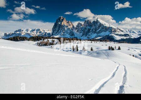 Scenic winter view of Seiser Alm or Alpe di Siusi with Sassolungo Langkofel in the background, Alto Adige South Tyrol, Italy Stock Photo