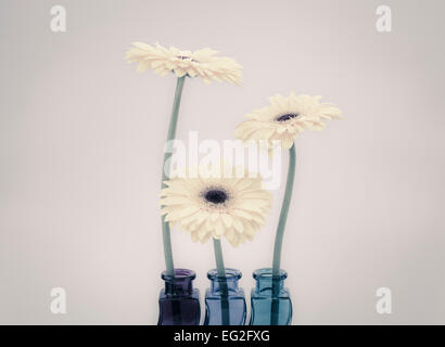 Three Gerberas in colored glass vases Stock Photo