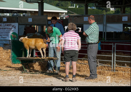 People watch as competitor in beltex sheep class, is brushed by male farmer owner, before it enters competition - Great Yorkshire Show, England, UK. Stock Photo