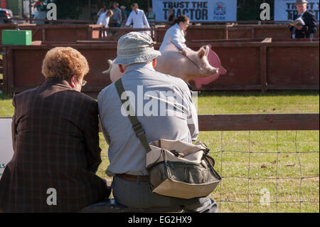 Day out for 2 elderly spectators who watch a Large White Pig & handler, walking round show ring - The Great Yorkshire Show, Harrogate, England, UK. Stock Photo