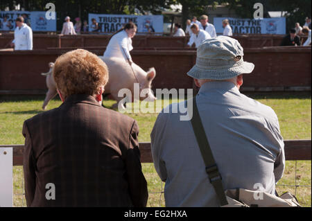 A Large White Pig and its handler, in the show ring at The Great Yorkshire Show. Stock Photo