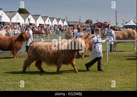 On a sunny summer day, Highland Cattle competing in a show are led round parade ring by handlers - Great Yorkshire Show Harrogate, England, UK. Stock Photo