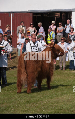 Well-groomed & well-behaved, Highland cattle stand with male handlers in show ring ready for judging - Great Yorkshire Show, Harrogate, England. UK. Stock Photo