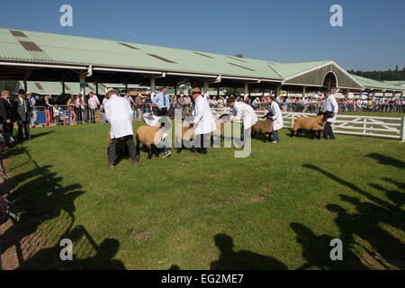 Under blue sky & sun, sheep stand with handlers, in a line in show ring, judge & crowd looking on - The Great Yorkshire Show, Harrogate, England, UK. Stock Photo