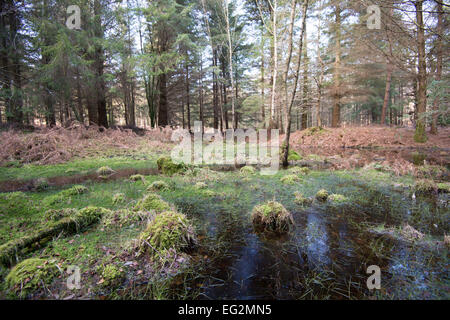 Marshy pond at Woolsmoor Woods in the New Forest, Hampshire, England Stock Photo