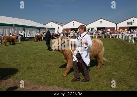 Under blue sky & sun, Highland cattle walk with handlers around show ring watched by judge & crowd - The Great Yorkshire Show, Harrogate, England, UK. Stock Photo