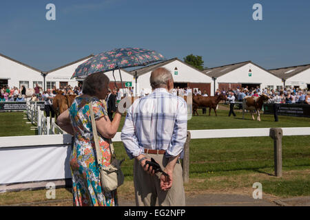 Under blue sky & summer sun, mature couple at agricultural show, stand watching cattle parade round the show ring - Great Yorkshire Show, England, UK. Stock Photo