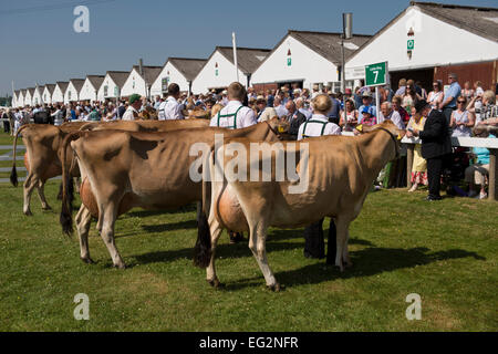 Under blue sky & sun, Jersey cows stand with handlers, in a line in  show ring waiting for judging - The Great Yorkshire Show, Harrogate, England, UK. Stock Photo