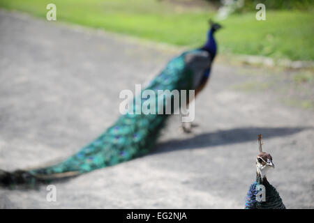 A Peahen in focus in the right hand corner, whilst a Peacock is passing by in the background (selective focus) Stock Photo