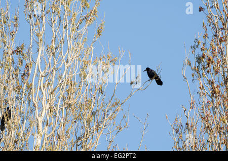Carrion Crow Sitting on the Branch in front of the Clear Blue Sky Stock Photo