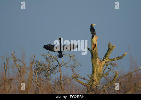 A pair of cormorants dry out in the winter sun against a blue sky, Rye Harbour Nature reserve, East Sussex, UK Stock Photo