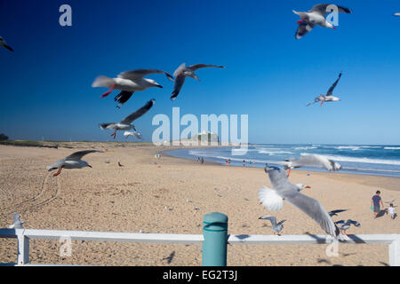 Nobbys Beach and lighthouse with seagulls flying in near foreground Newcastle New South Wales NSW Australia Stock Photo