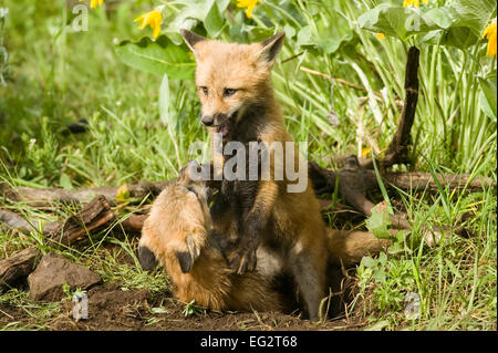 Two Red Fox kits fighting in their den entrance Stock Photo