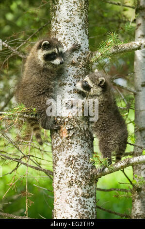 Two baby Common Raccoons (Procyon lotor) climbing a tree near Bozeman, Montana, USA. Stock Photo