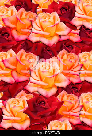 Background from the scattered randomly, yellow and red roses Stock Photo