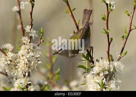 Tennessee Warbler perching in flowering plum tree Bird Ornithology Science Nature Wildlife Environment Stock Photo