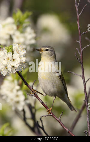 Tennessee Warbler perching in flowering plum tree - vertical Bird Ornithology Science Nature Wildlife Environment Stock Photo