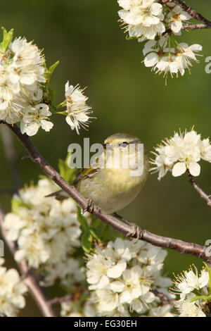 Tennessee Warbler perching in flowering plum tree - vertical Bird Ornithology Science Nature Wildlife Environment Stock Photo