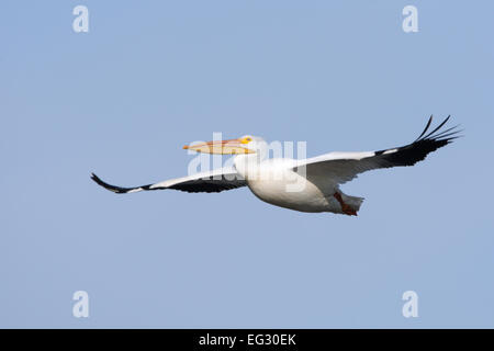 White Pelican Flying Bird Ornithology Science Nature Wildlife Environment Stock Photo