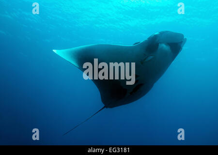 Pacific Manta Ray (Manta Birostris), Caño Island, Costa Rica Stock Photo