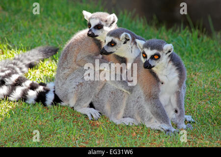 A family of ring-tailed lemurs (Lemur catta), Madagascar Stock Photo