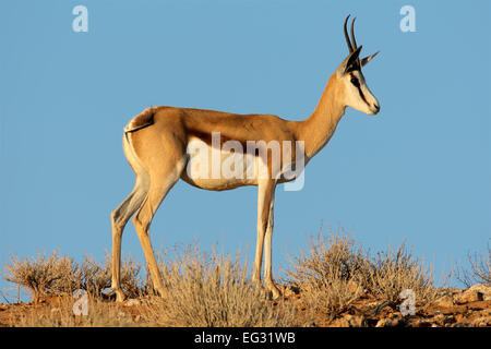 A female springbok antelope (Antidorcas marsupialis) against a blue sky, Kalahari desert, South Africa Stock Photo