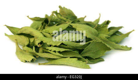 Dried Stevia leaves over white background Stock Photo