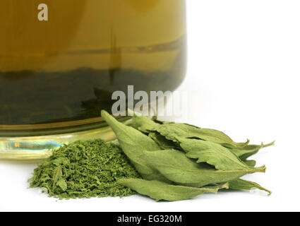 Tea with dired Stevia leaves over white background Stock Photo