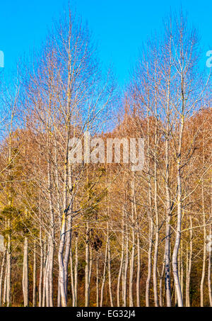 White Poplar (Populus alba) saplings - France. Stock Photo