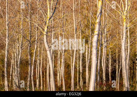 White Poplar (Populus alba) saplings - France. Stock Photo