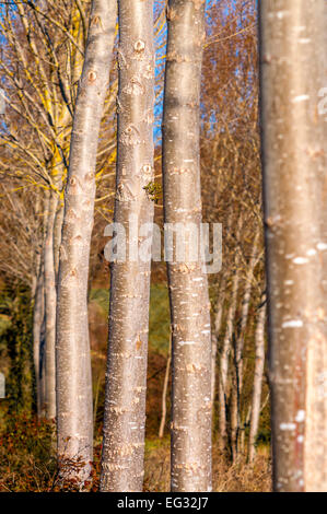 White Poplar (Populus alba) saplings - France. Stock Photo