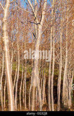 White Poplar (Populus alba) saplings - France. Stock Photo