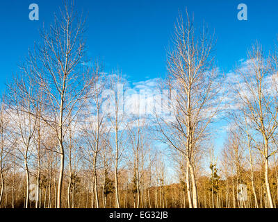 White Poplar (Populus alba) saplings - France. Stock Photo