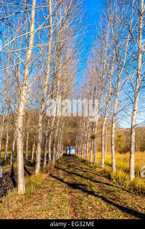 White Poplar (Populus alba) trees lining rural track - France. Stock Photo