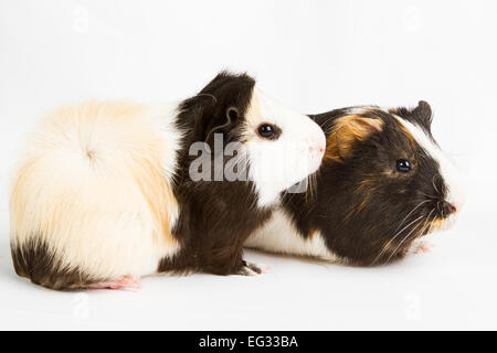 Guinea pig little pet rodent. guinea pig isolated on white background Stock Photo