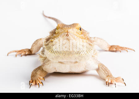 Bearded Dragon on white background. lizard isolated on white background Stock Photo