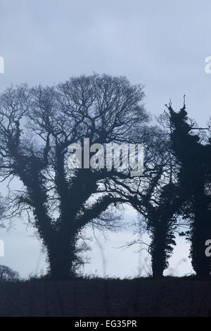 Common, English or Pedunculate Oak Trees (Quercus robur). Winter silhouettes. Ivy (Hedera helix),  covered trunks. Note dead bra Stock Photo