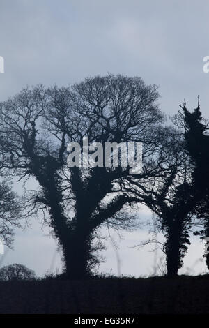 Common, English or Pedunculate Oak Trees (Quercus robur). Winter silhouettes. Ivy (Hedera helix),  covering trunks. Stock Photo