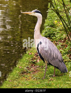 Any fish? Heron watching and waiting by a pond for fish Stock Photo