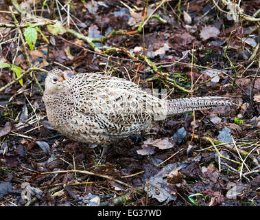 A Female Pheasant on the Ground Amongst Leaves at Leighton Moss near Silverdale Lancashire England United Kingdom UK Stock Photo