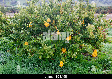 Buddha's Hand, maturing fruit on branches. Stock Photo