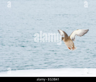 Female Mallard Duck coming in for a landing. Stock Photo