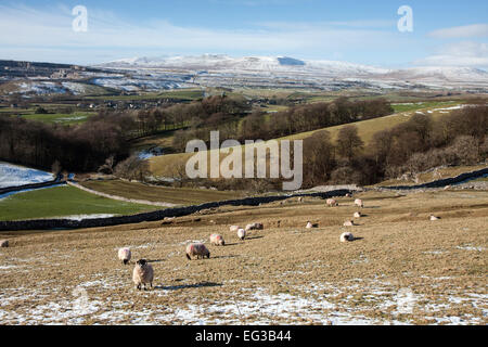 Sheep on the hills above Horton in Ribblesdale in winter, with Ingleborough in the far distance Stock Photo
