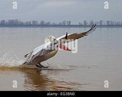 Dalmatian pelican landing on lake Stock Photo